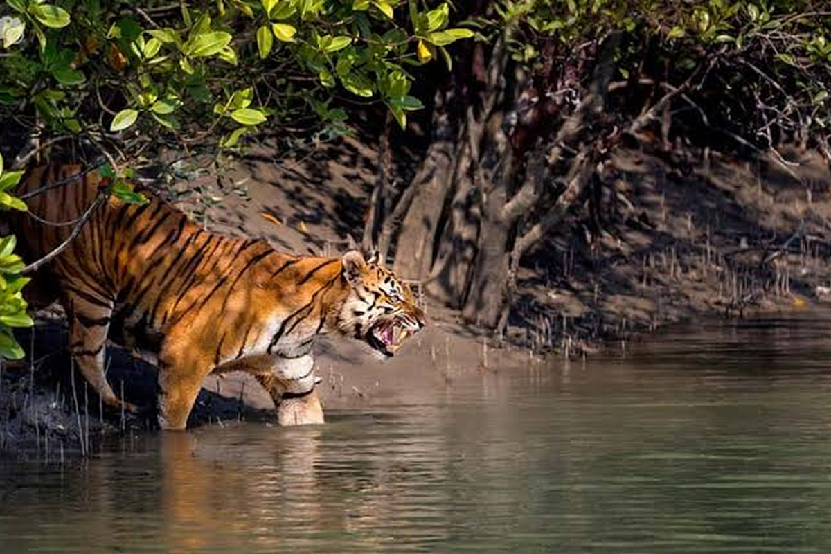 Sundarban 1 Night 2 Days Adventure